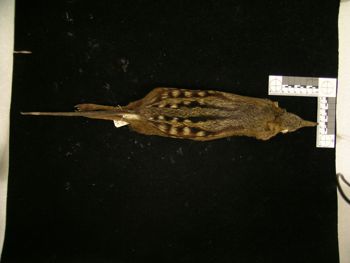 Media type: image;   Mammalogy 43733 Description: Image of skin specimen - dorsal view. dorsal view of study_skin.;